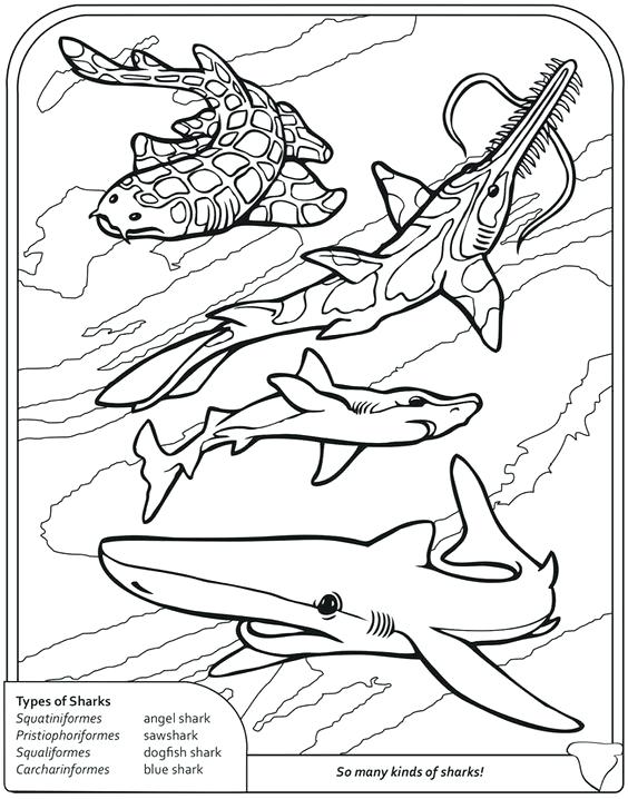 Goblin Shark Coloring Pages At GetDrawings Free Download