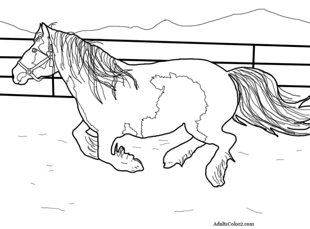 Gypsy Vanner Coloring Pages At Getdrawings Free Download