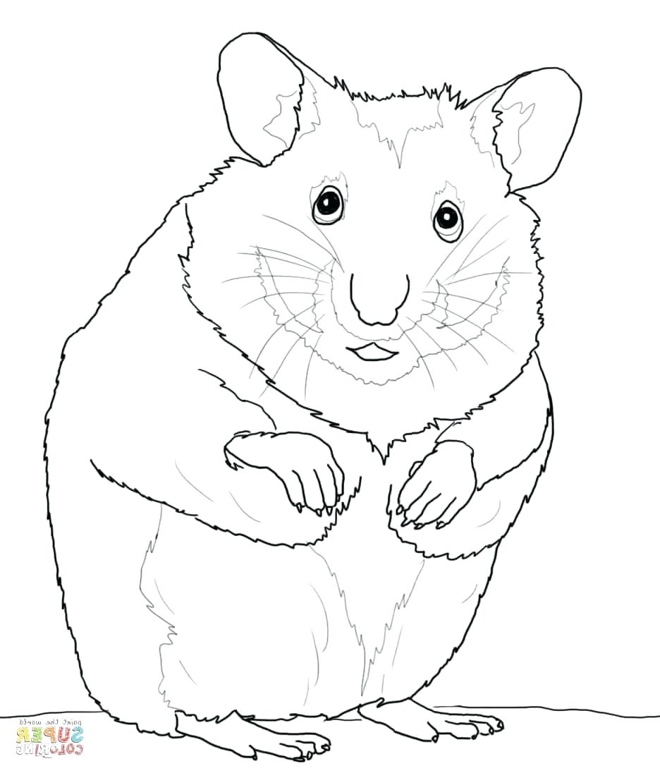 Hamster Coloring Pages at GetDrawings | Free download