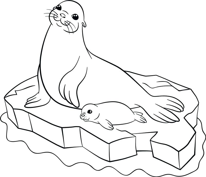 Harp Seal Coloring Page at GetDrawings | Free download