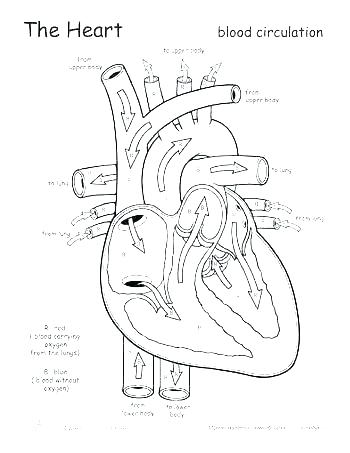 Heart Anatomy Coloring Pages Pdf : Heart Anatomy Coloring Worksheets