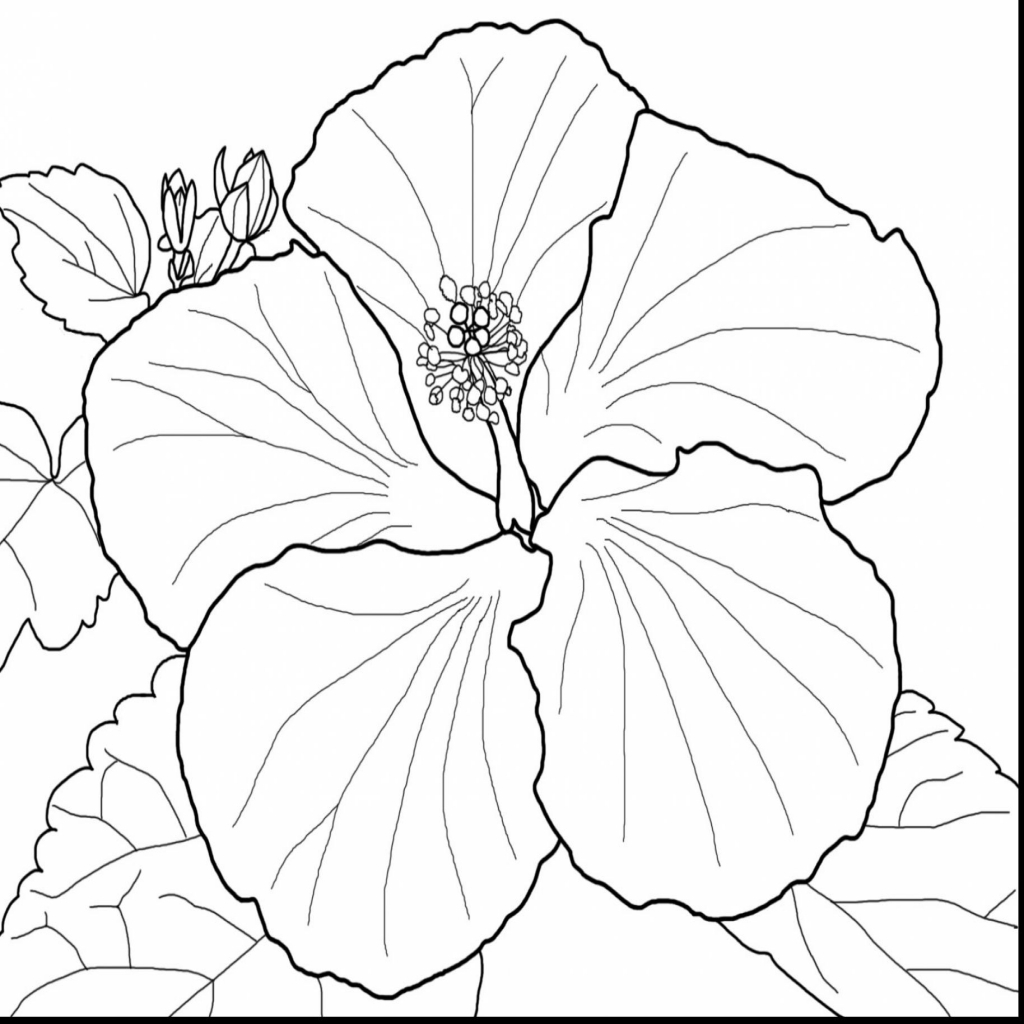 Hibiscus Flower Drawing at GetDrawings | Free download