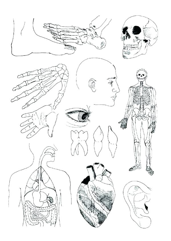 Human Anatomy Coloring Pages at GetDrawings | Free download