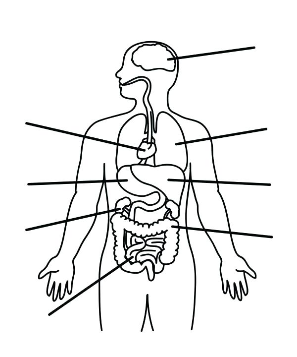 Human Body Systems Coloring Pages Sketch Coloring Page