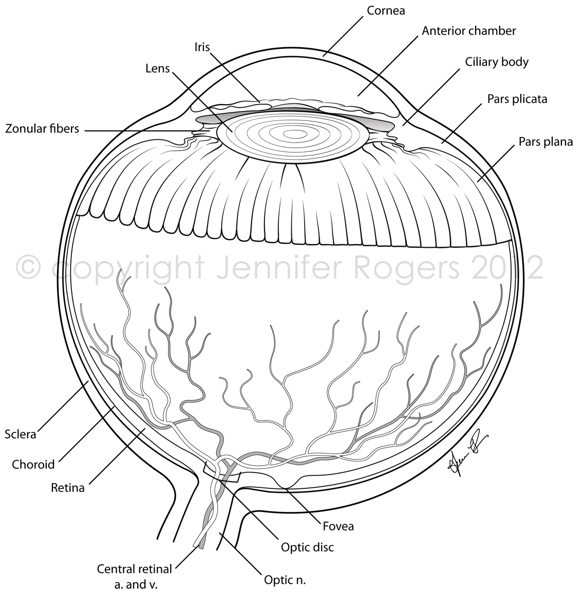 Human Eye Coloring Page At Getdrawings Free Download