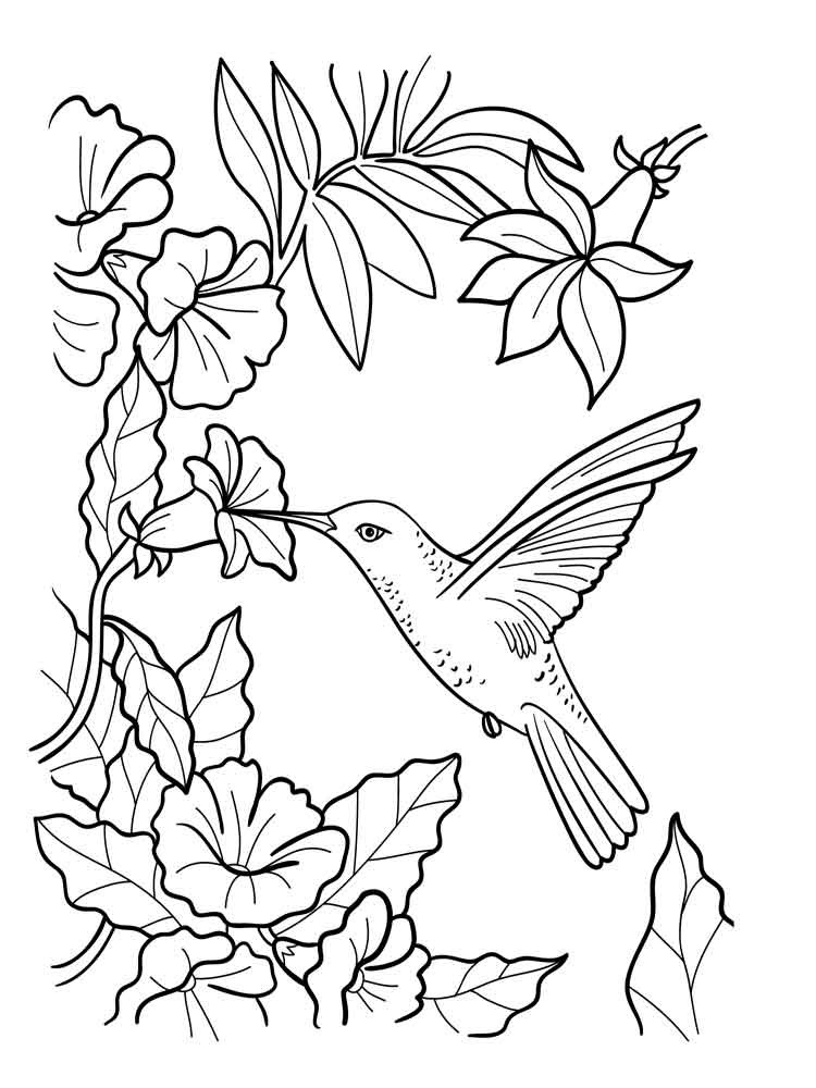 Hummingbird And Flower Coloring Pages At GetDrawings Free Download