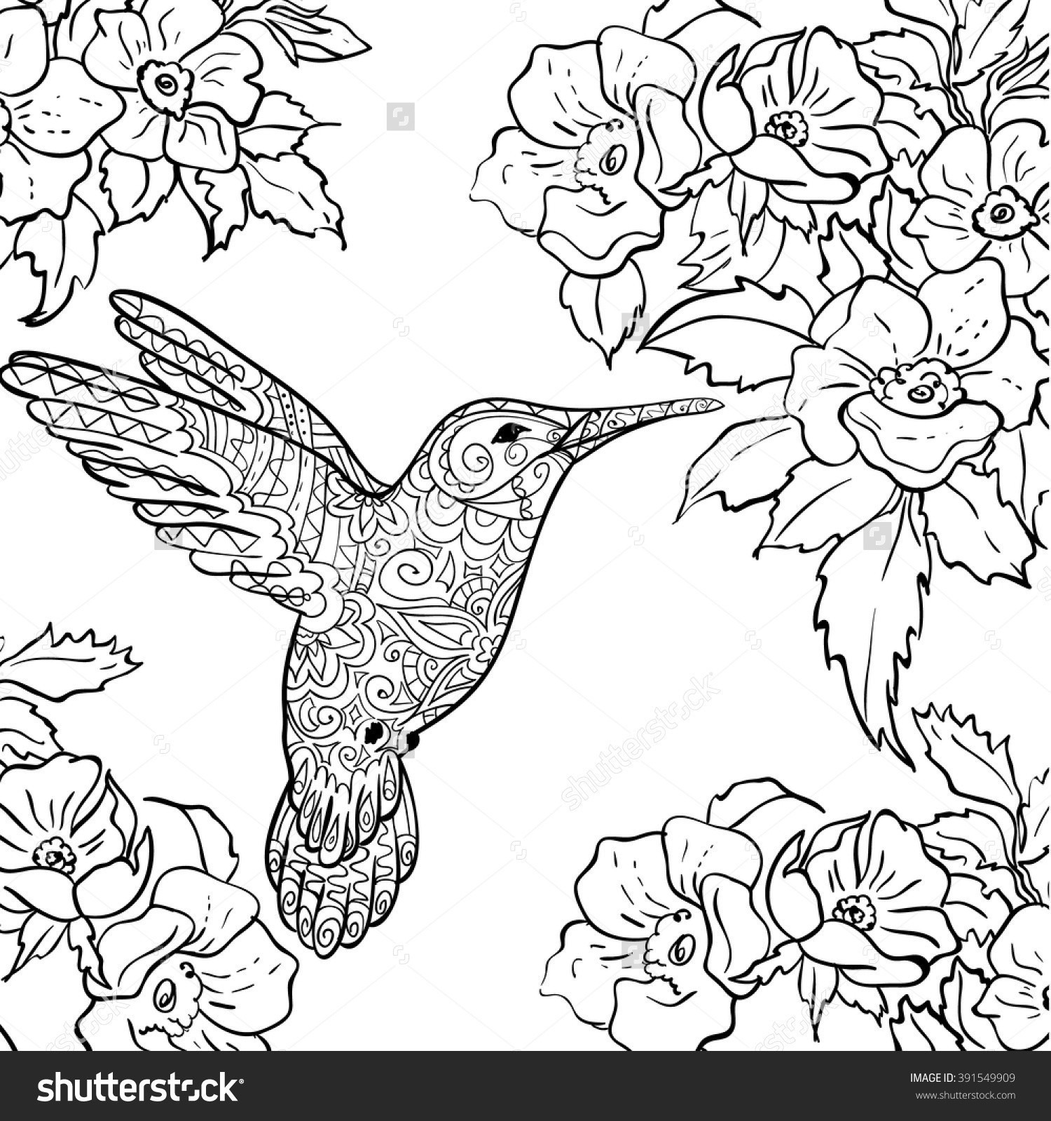Hummingbird Coloring Pages For Adults at GetDrawings | Free download