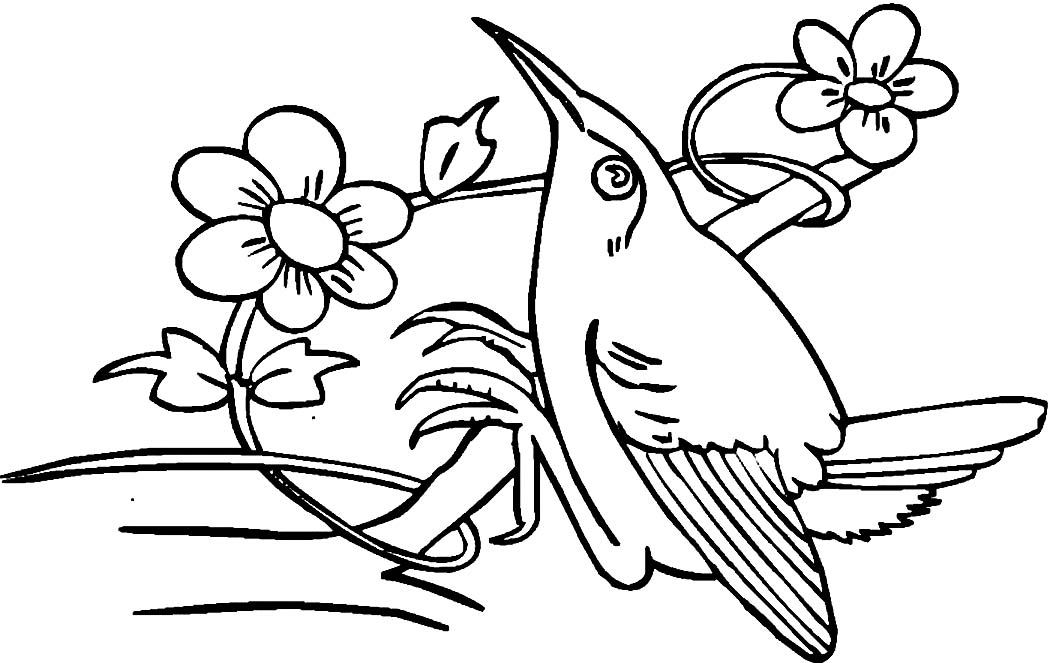 Hummingbird Coloring Pages Printable at GetDrawings | Free download