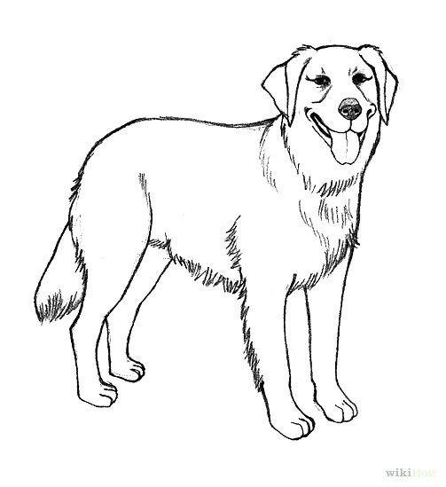 Labrador Retriever Coloring Page Finja Dog Coloring | Dog Breeds Picture