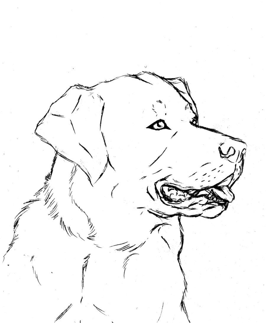 Labrador Coloring Page at GetDrawings | Free download