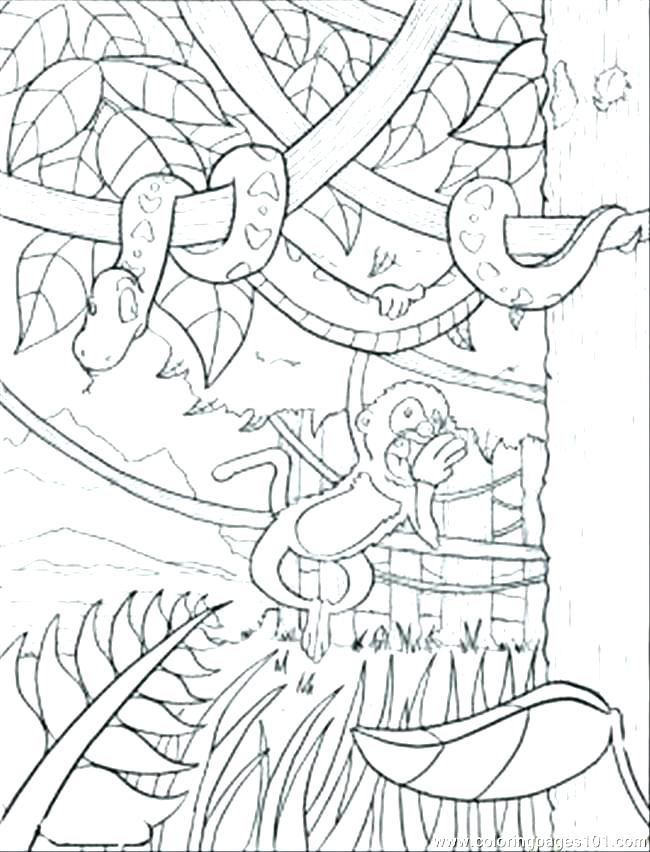 Layers Of The Rainforest Coloring Page at GetDrawings | Free download