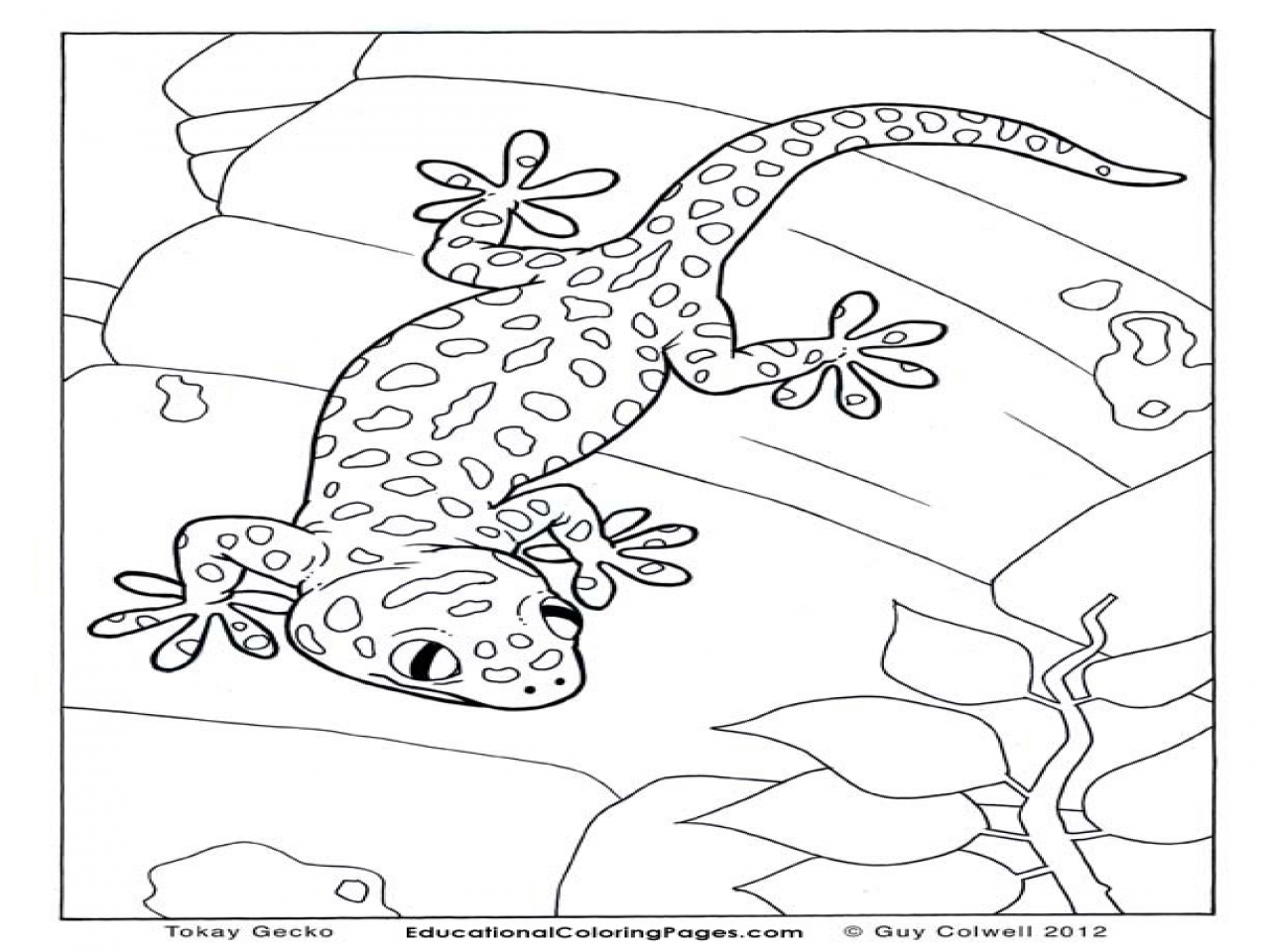 Leopard Gecko Coloring Pages At Getdrawings Free Download
