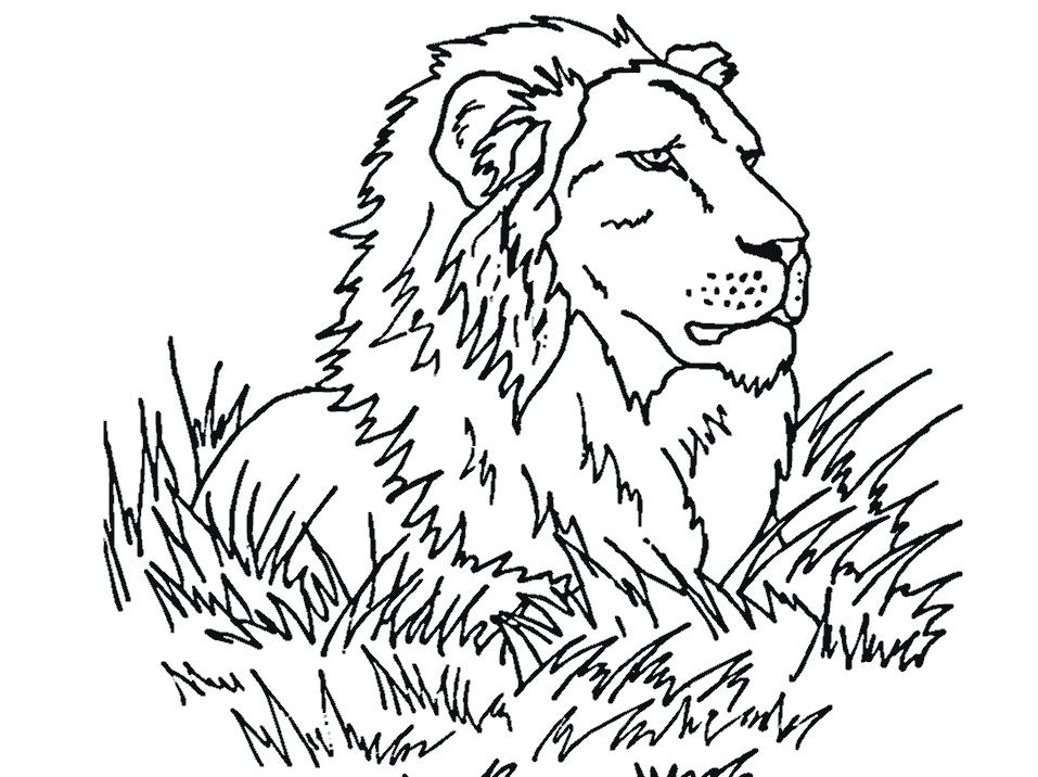 Easy Drawing Of A Lion at GetDrawings | Free download