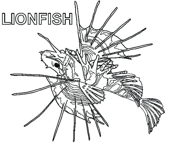 download-lionfish-coloring-for-free-designlooter-2020