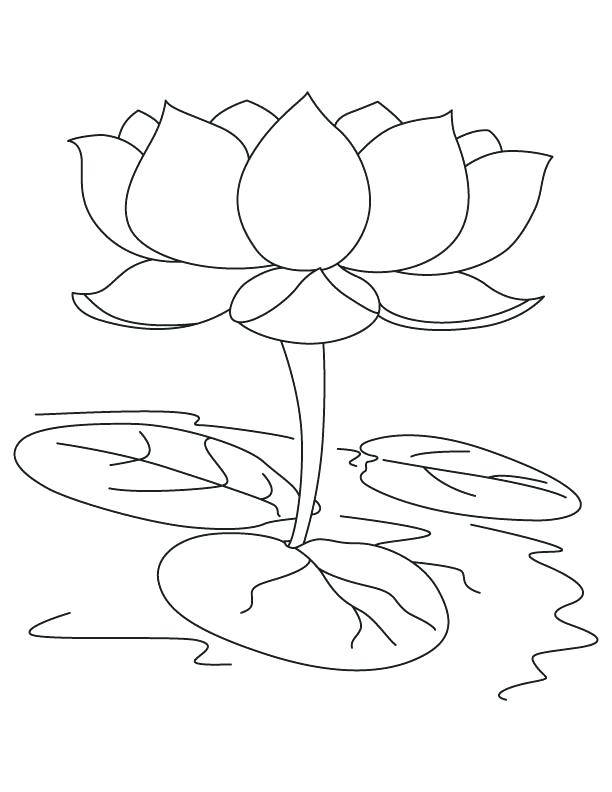 Featured image of post Detailed Lotus Flower Coloring Page / Print this coloring page yourself on whatever paper you like for coloring.