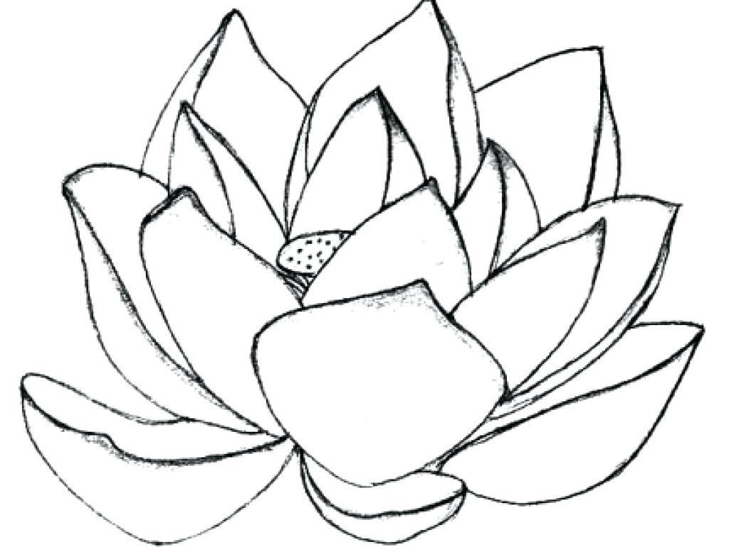 Lotus Coloring Pages at GetDrawings | Free download