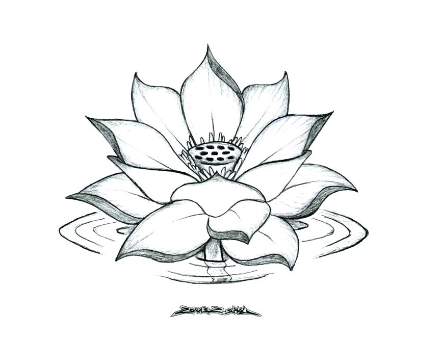 Lotus Coloring Pages at GetDrawings | Free download