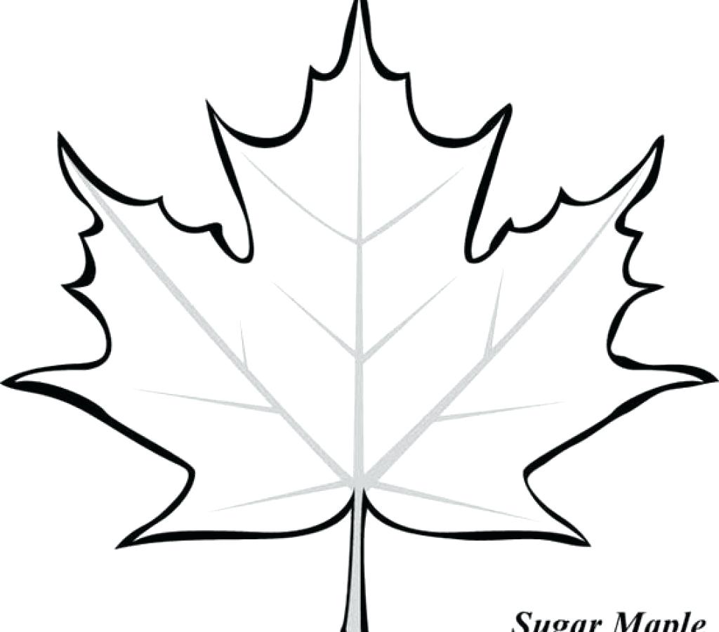 Maple Leaf Drawing Template At GetDrawings Free Download
