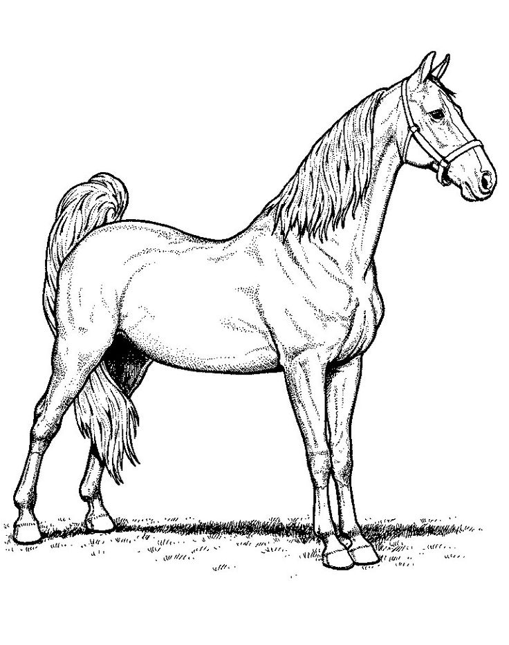 Morgan Horse Coloring Pages At Getdrawings Free Download