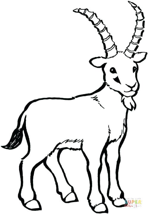 Mountain Goat Coloring Pages at GetDrawings | Free download