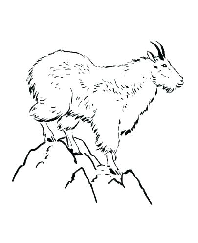 Mountain Goat Coloring Pages At Getdrawings Free Download