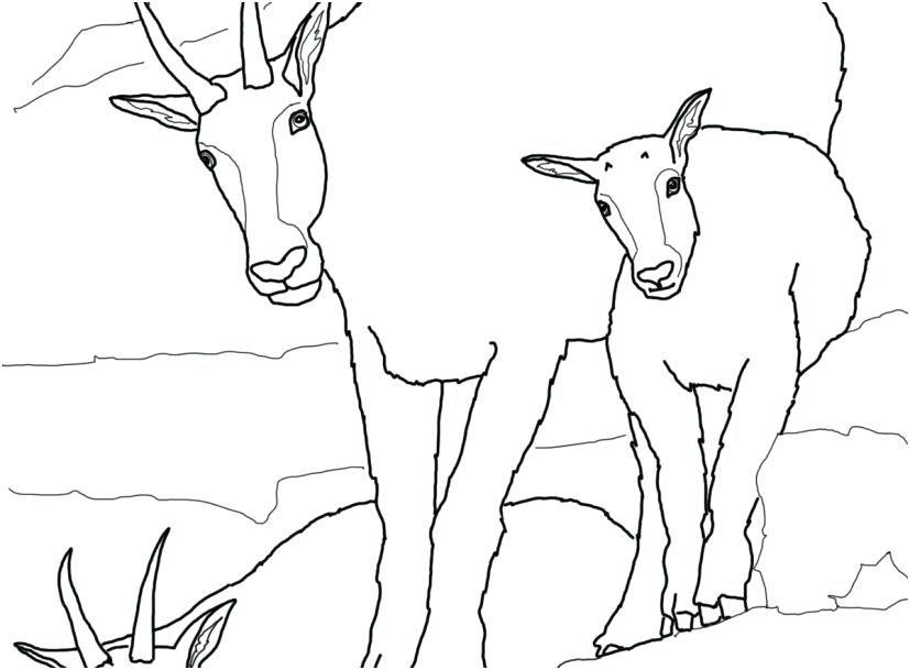 Mountain Goat Coloring Pages at GetDrawings | Free download