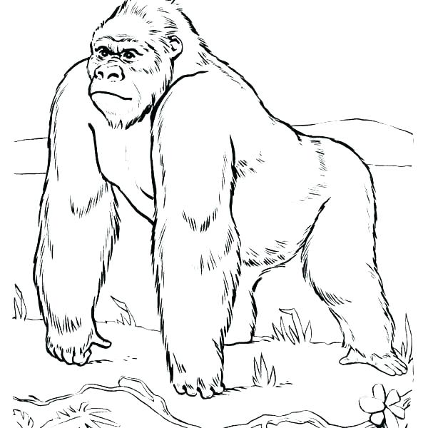 Mountain Gorilla Coloring Pages at GetDrawings | Free download