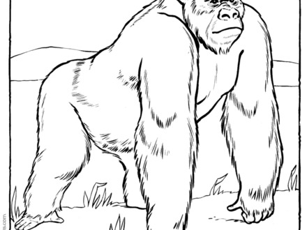 Mountain Gorilla Coloring Pages At Getdrawings Free Download