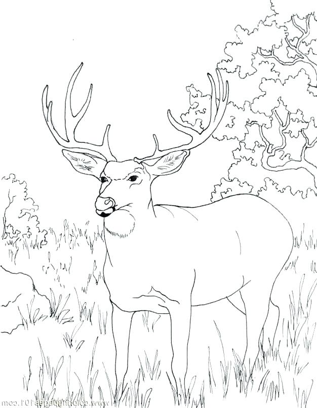 Mule Deer Coloring Page at GetDrawings | Free download