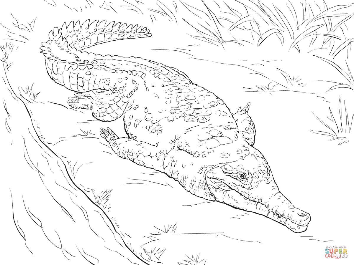 nile-crocodile-coloring-page-at-getdrawings-free-download