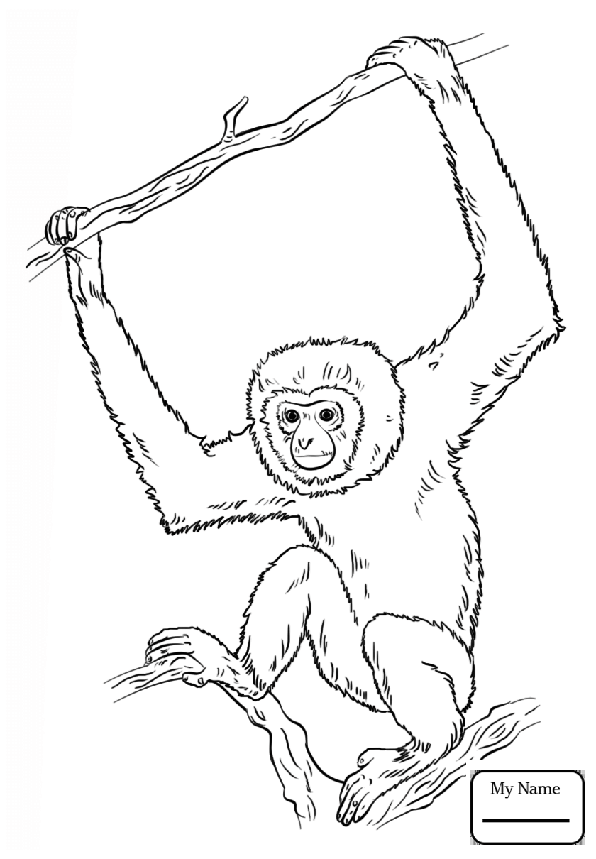 orangutan-coloring-page-at-getdrawings-free-download