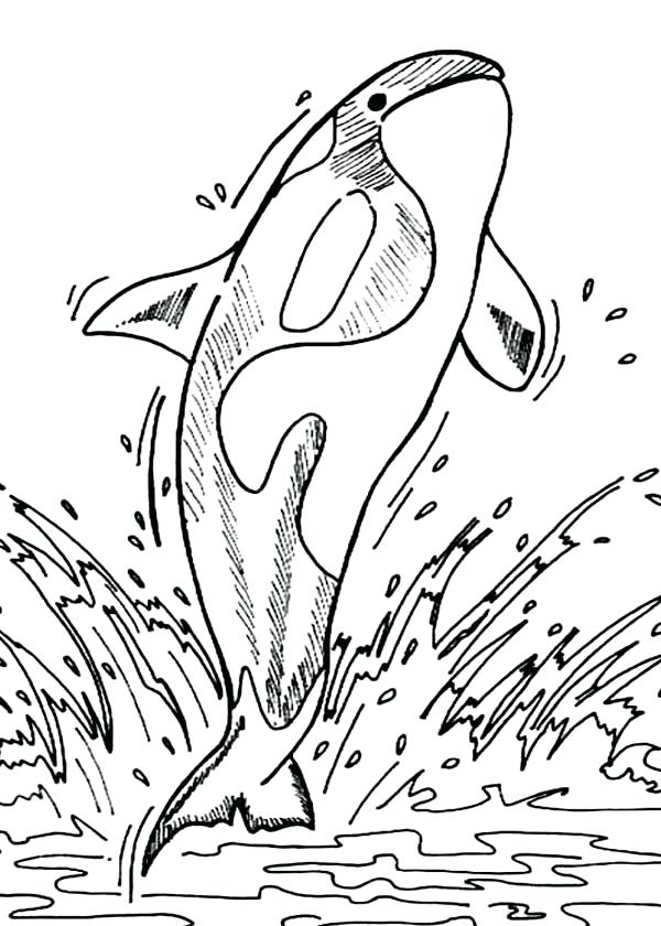 Orca Coloring Pages At GetDrawings Free Download