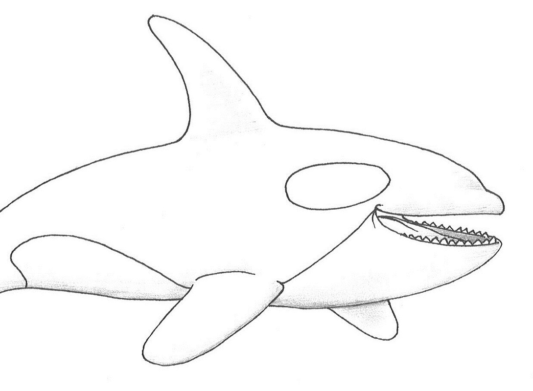 Orca Coloring Pages At GetDrawings Free Download