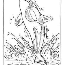 Orca Whale Coloring Page at GetDrawings | Free download