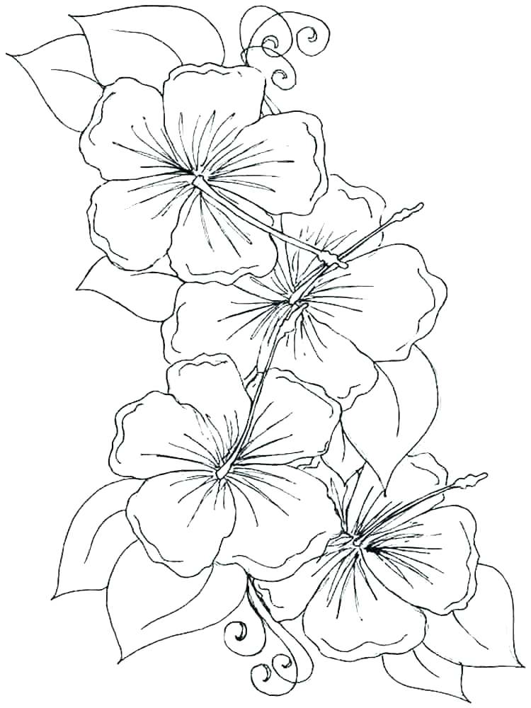 The best free Orchid coloring page images. Download from 75 free