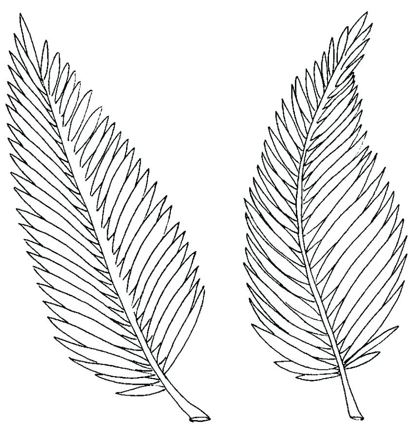 Palm Leaf Coloring Page at GetDrawings | Free download