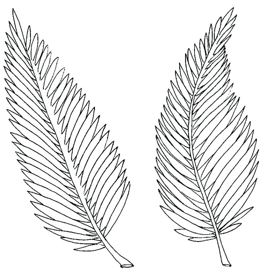 Palm Leaf Coloring Page At GetDrawings Free Download