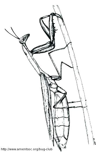 The best free Mantis coloring page images. Download from 46 free