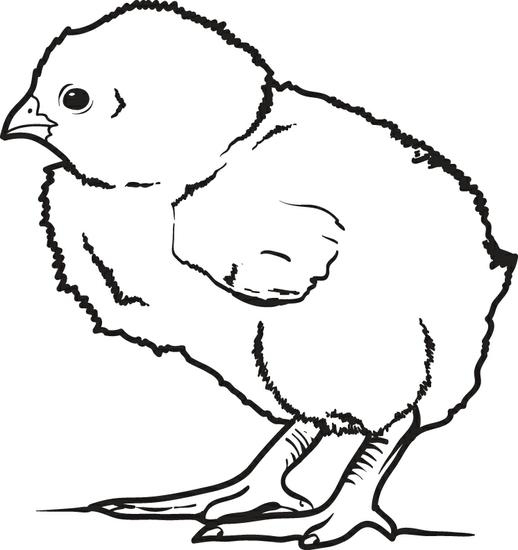 Printable Chicken Coloring Pages at GetDrawings  Free download