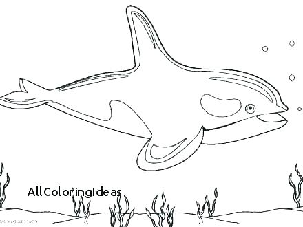 Humpback Whale Coloring Pages - Coloring Pages Kids