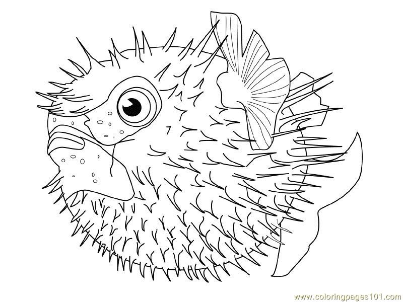 Puffer Fish Coloring Page At Getdrawings Free Download