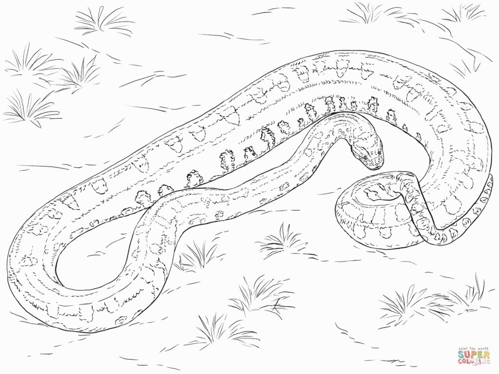 The best free Python coloring page images. Download from 61 free