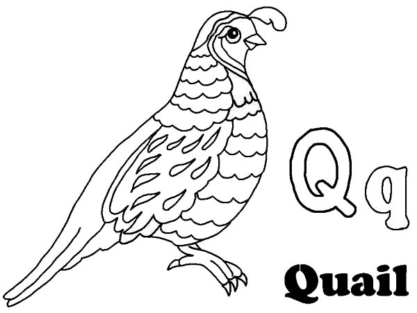 California Quail Drawing at GetDrawings | Free download