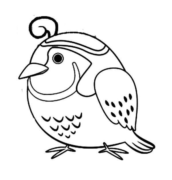 Quail Coloring Page At Getdrawings Free Download