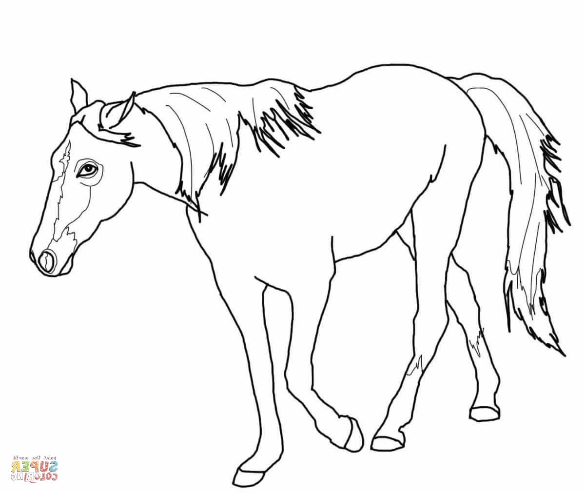 Quarter Horse Coloring Pages at GetDrawings | Free download