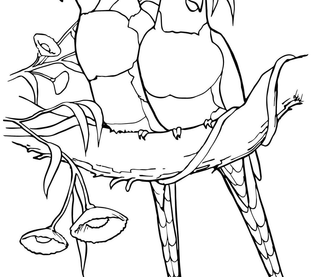 Rainforest Birds Coloring Pages at GetDrawings Free download