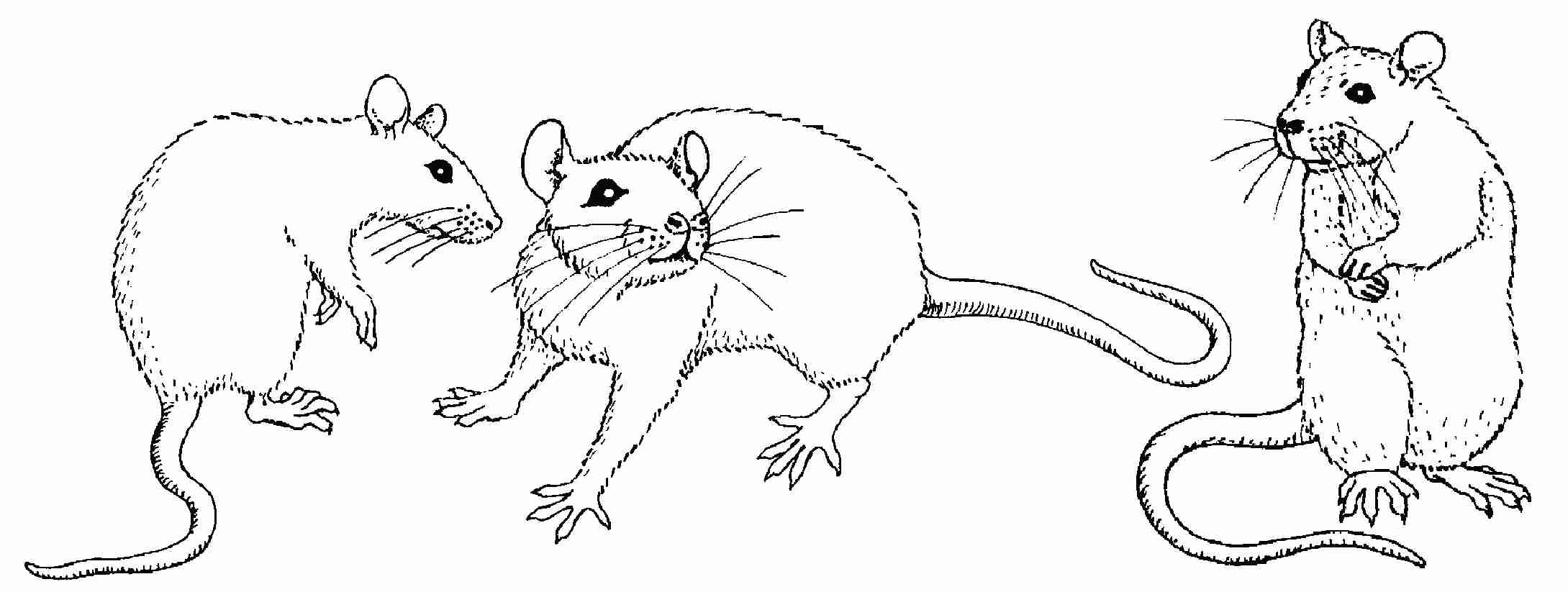 Rat Coloring Pages At Getdrawings Free Download