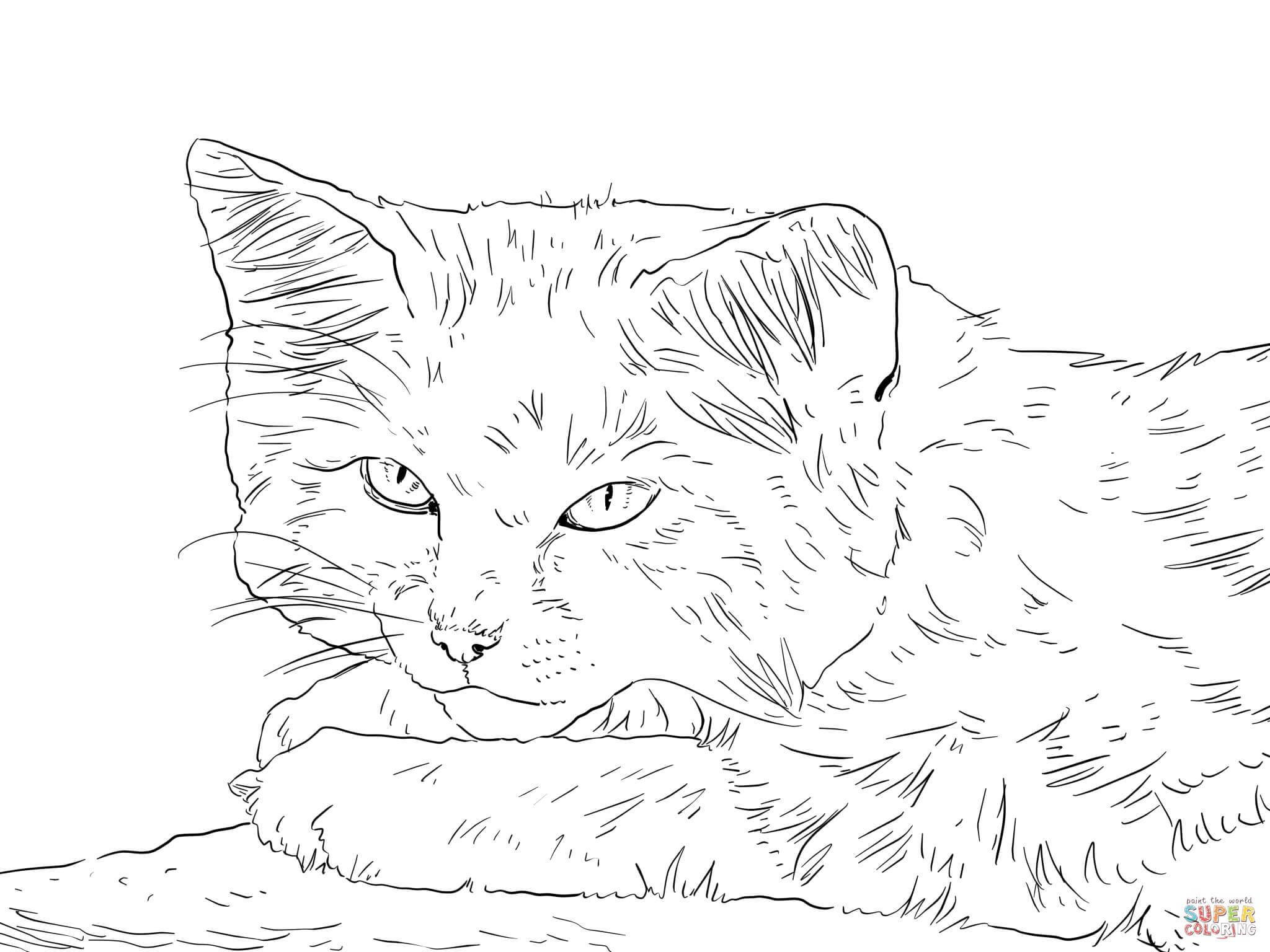 Real Cat Coloring Pages at GetDrawings | Free download