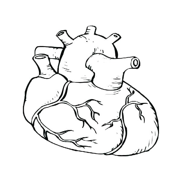 Real Heart Coloring Pages at GetDrawings | Free download
