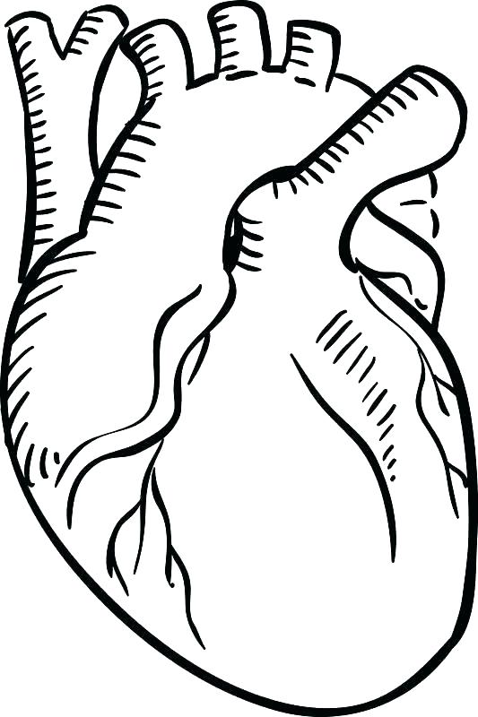 Real Heart Coloring Pages at GetDrawings | Free download